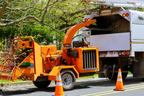 Best Storm Damage Tree Cleanup  in Berrien Springs, MI